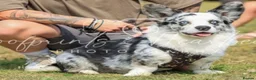 Welsh Corgi Cardigan dogs for sale: Stunning litter of Welsh cardigan corgi puppies  - Advert 6