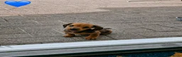 Miniature Dachshund dogs for sale: Beautiful Miniature Dachshund pups - Advert 7