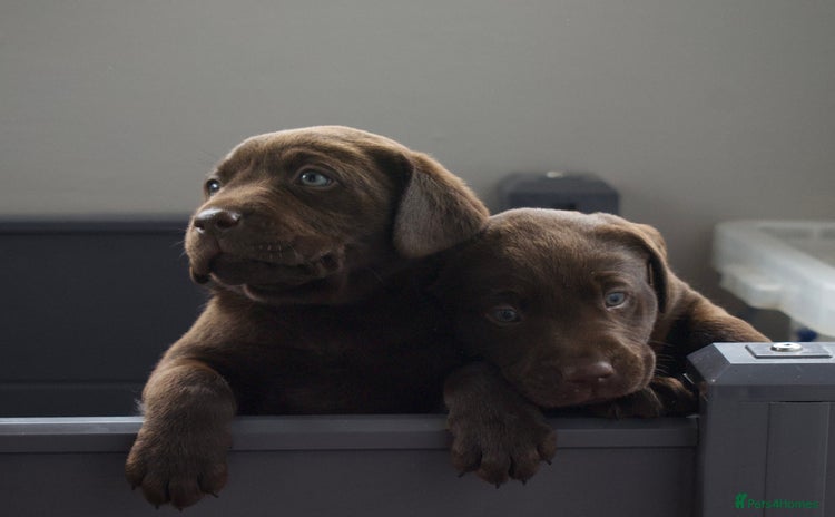 Labrador Retriever dogs - Advert 1