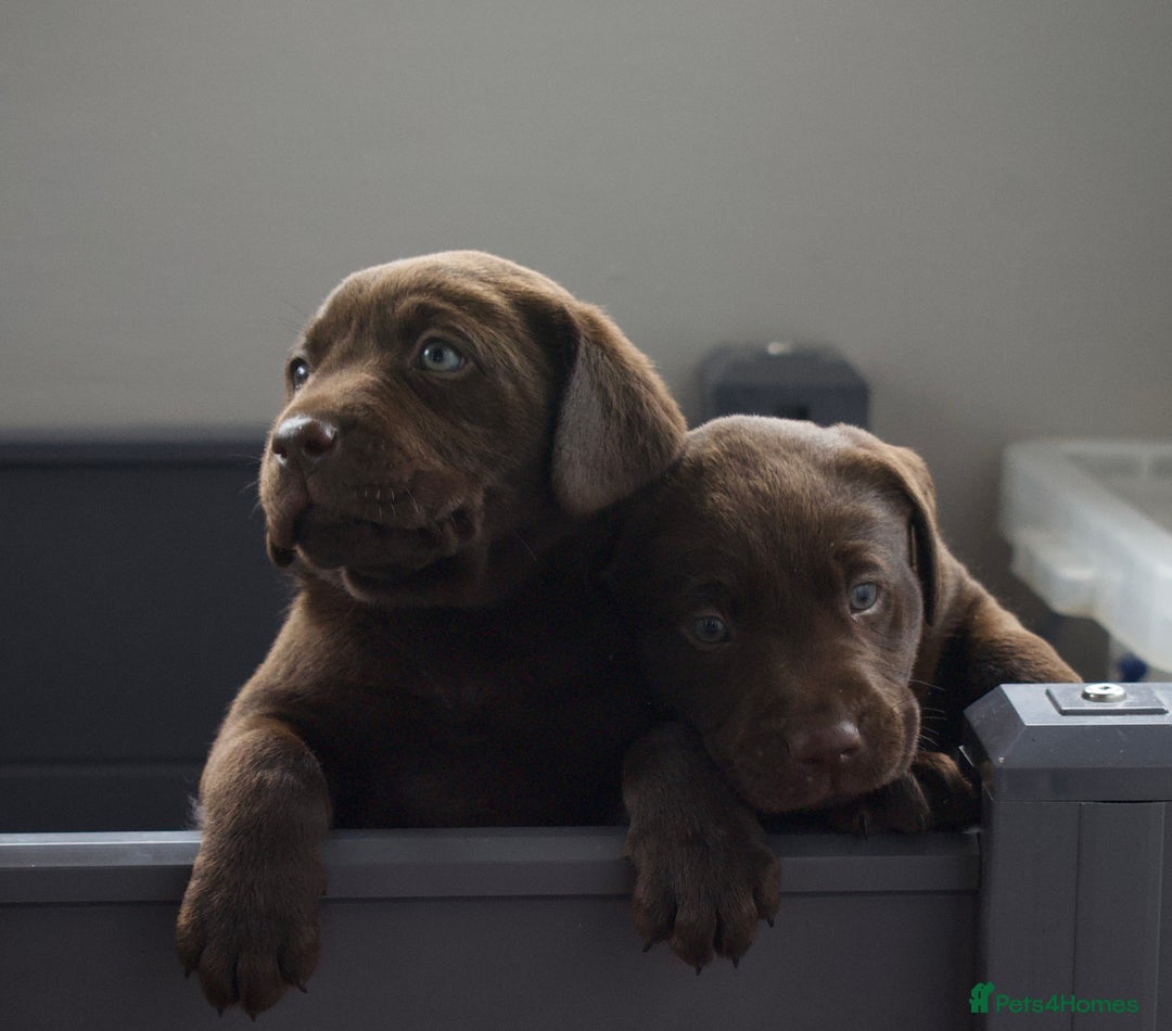 Labrador Retriever dogs for sale: Chocolate Labrador puppies, KC reg, health tested, - Image 1