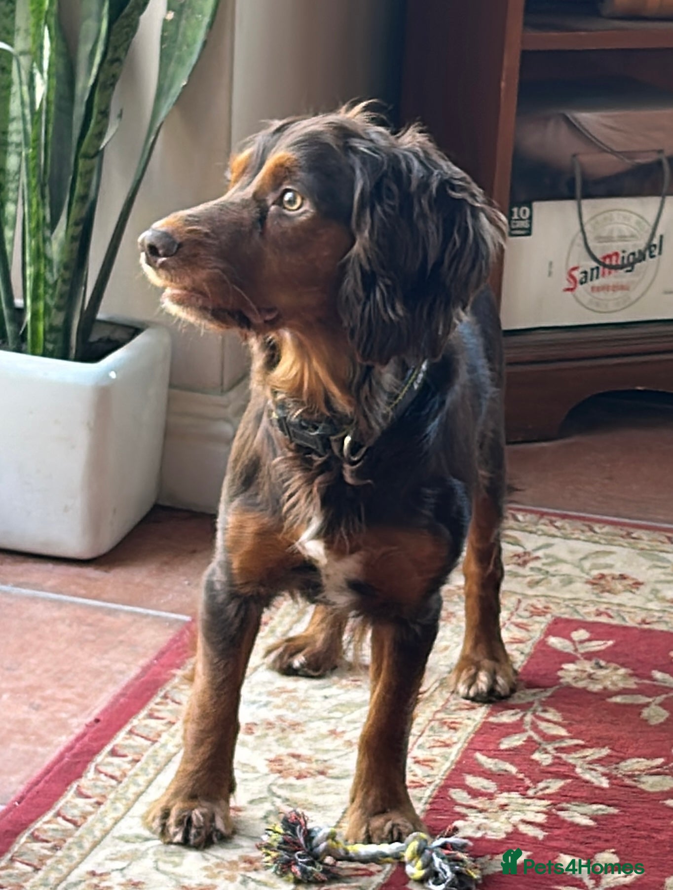 Cocker Spaniel dogs KC Reg Working Cocker Forest of Dean Glos.  - Advert 13