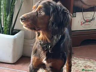 Cocker Spaniel dogs KC Reg Working Cocker Forest of Dean Glos. - Advert 13