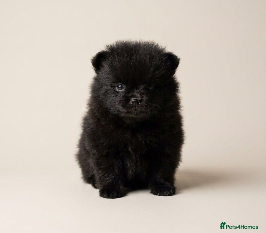 Pomeranian dogs for sale: Mini pomeranian puppies excel Russian bloodlines - Advert 11