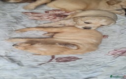 Golden Retriever dogs for sale: Golden retriever pups - Image 4