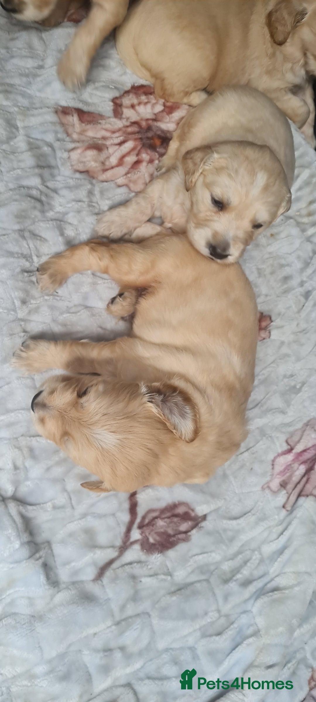 Golden Retriever dogs for sale: Golden retriever pups - Image 4