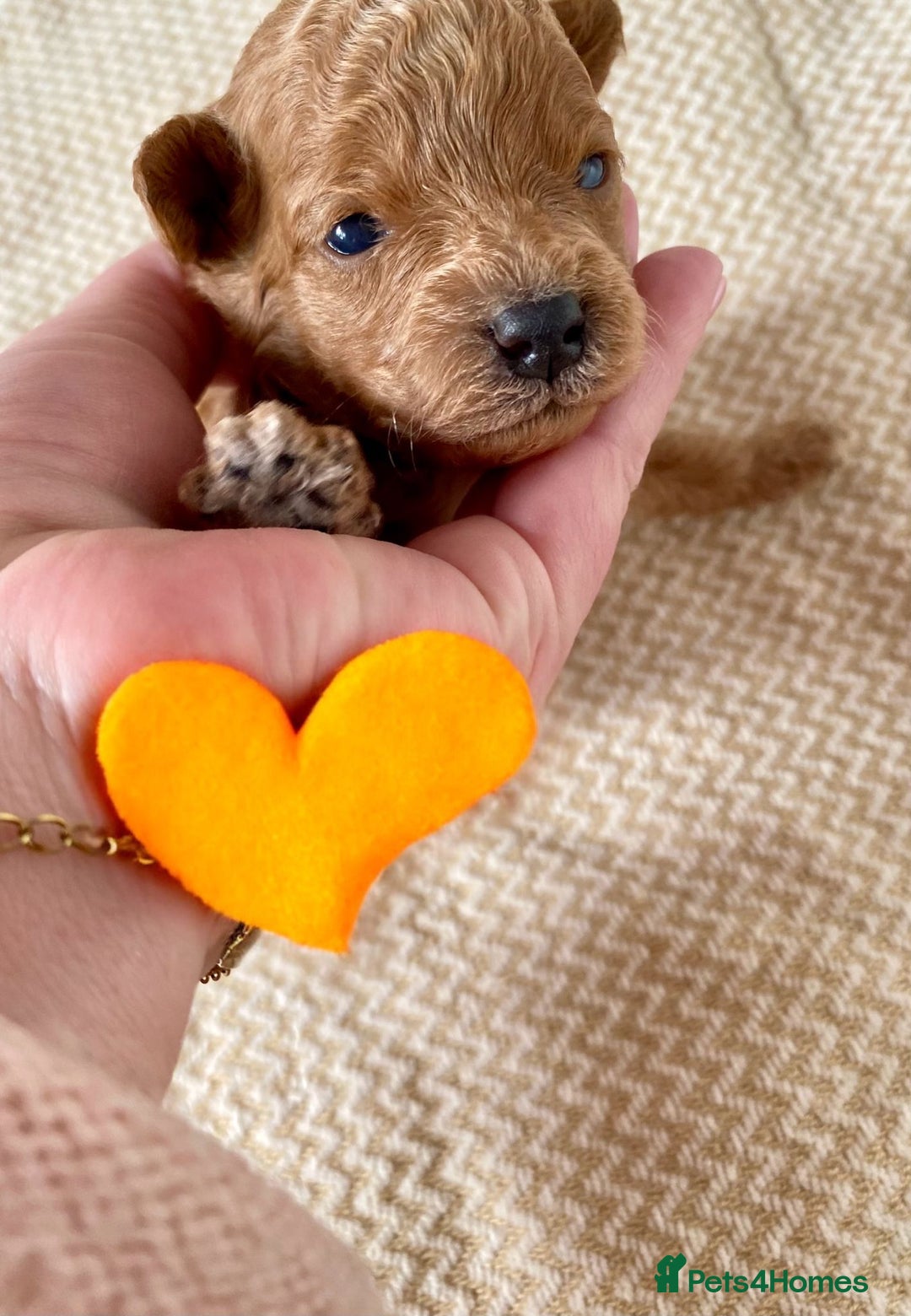 Poochon dogs for sale: ♥️🐶🧸 TINY ASIAN TOY POOCHONS FOR SALE ♥️ - Advert 9