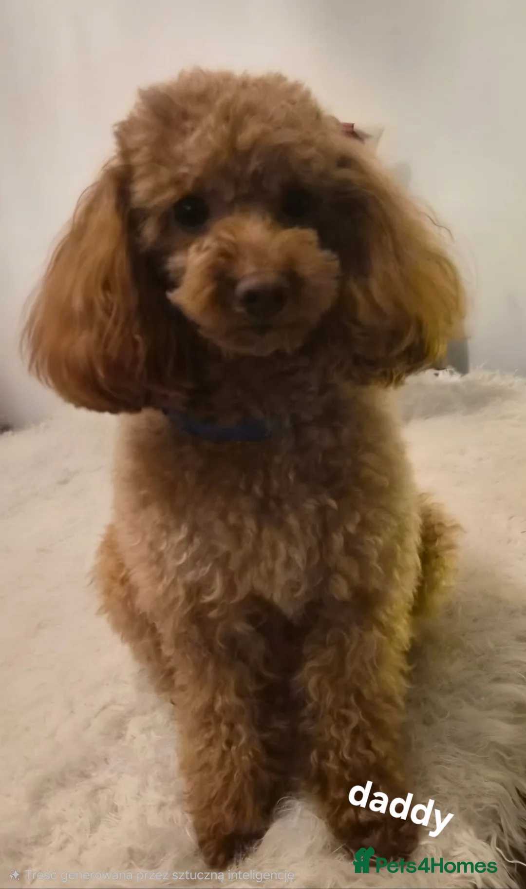 Miniature Poodle dogs for sale: four beautiful little red poodle girls - Advert 10