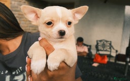 Chihuahua dogs for sale: 4 beautiful Chihuahua pups - Image 17