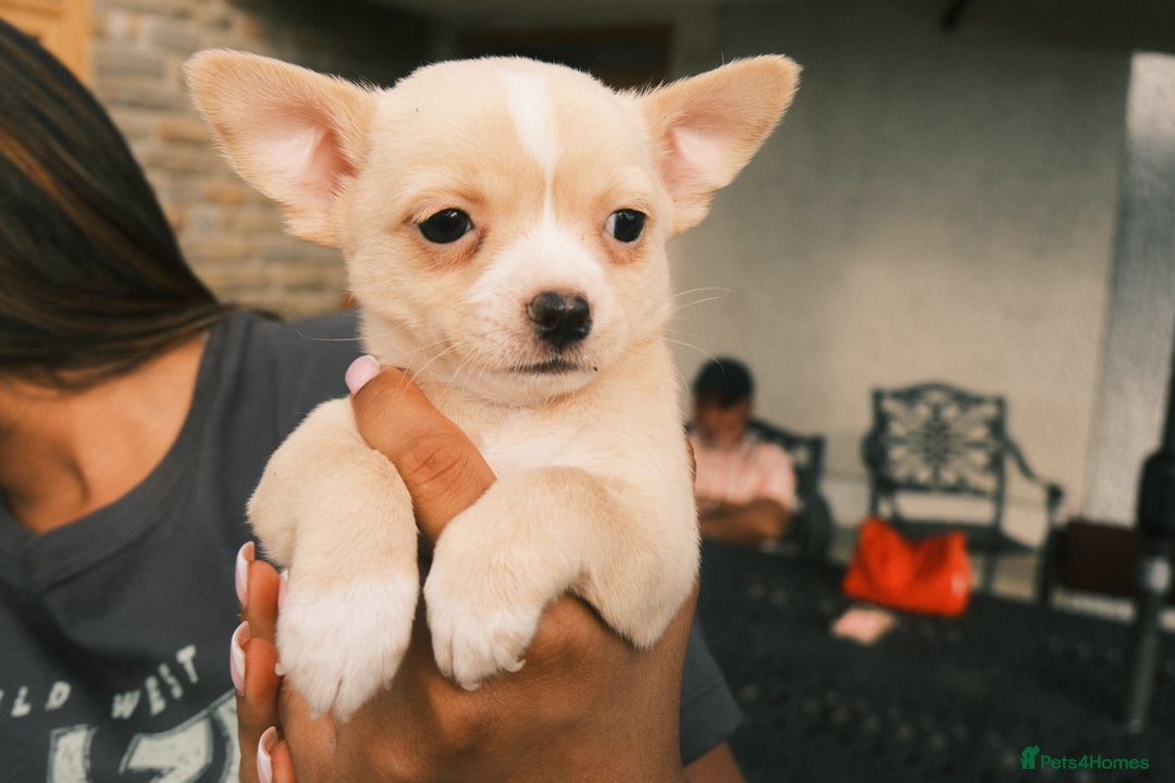 Chihuahua dogs for sale: 4 beautiful Chihuahua pups - Image 17