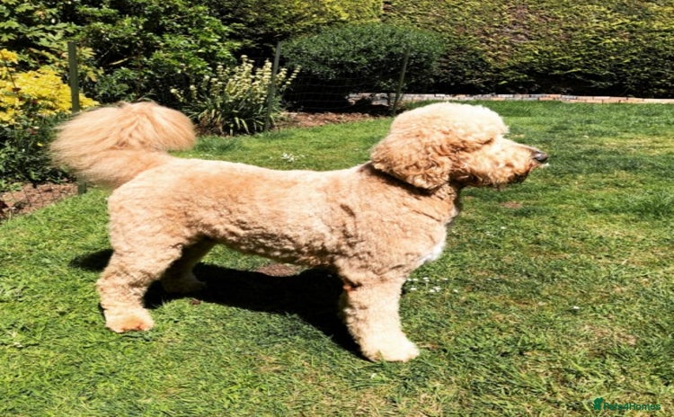 Goldendoodle dogs for stud in Taunton - Advert 1