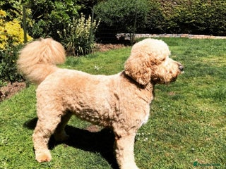 Goldendoodle dogs in Taunton - Advert 2