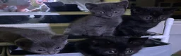 Mixed Breed cats for sale: Beautiful kitten in Salford - Advert 17