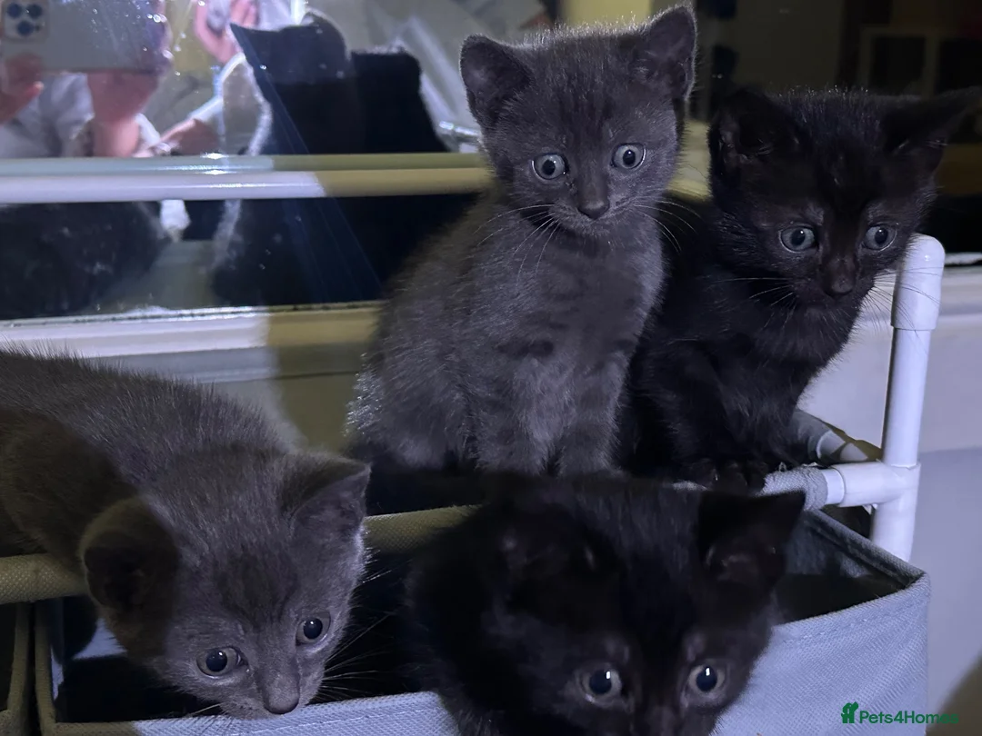 Mixed Breed cats for sale: Beautiful kitten in Salford - Advert 17
