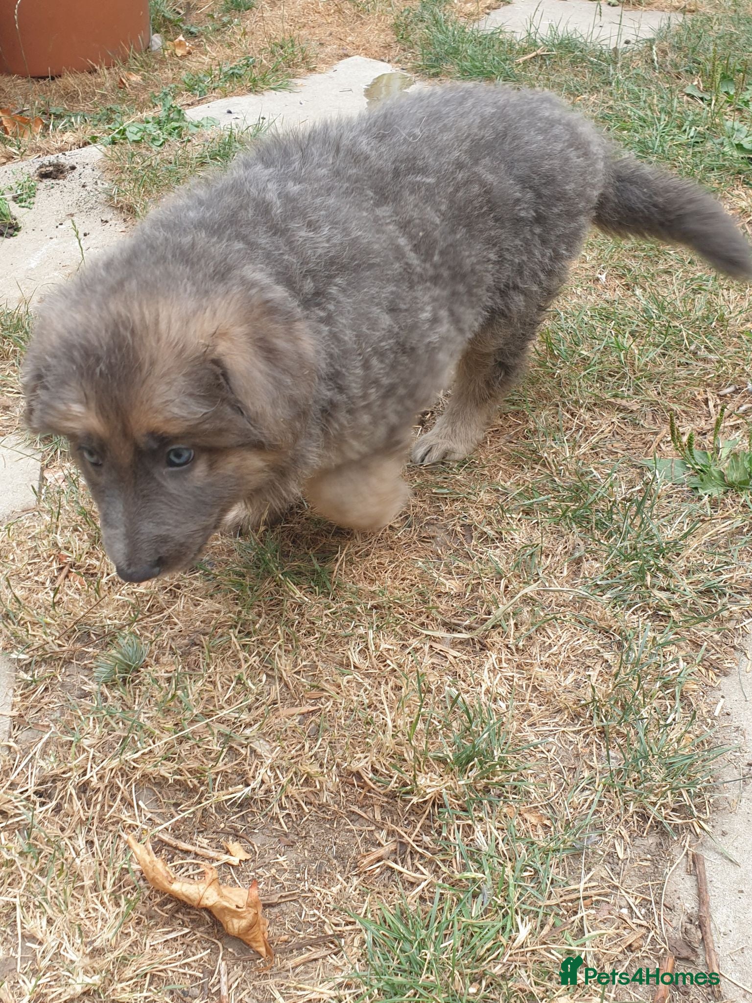 German Shepherd dogs German Shepherd puppies all colours ready 26th Aug - Advert 17