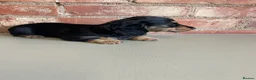 Miniature Dachshund dogs for sale: Exceptional KC Registered Miniature Dachshunds  - Advert 14