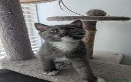 Mixed Breed cats for sale: 2 British Shorthair cross Ragdoll Boys Available  - Image 9
