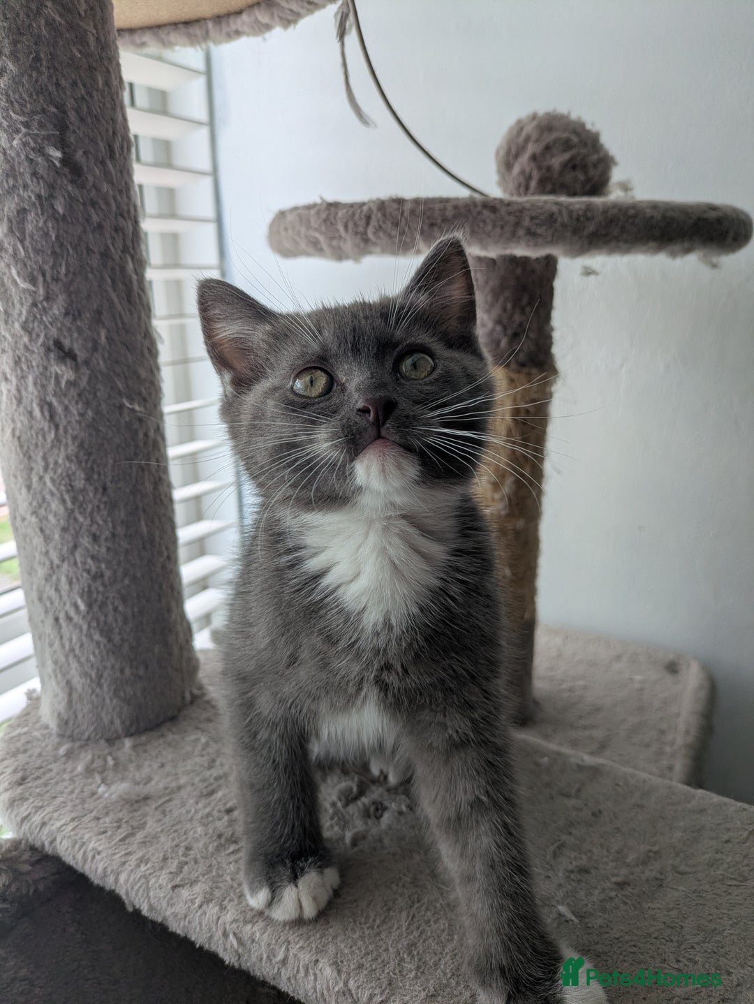 Mixed Breed cats for sale: 2 British Shorthair cross Ragdoll Boys Available  - Image 9