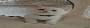 British Shorthair Kitten 3