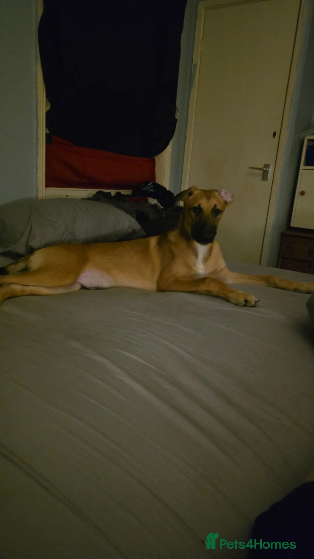 Mixed Breed dogs for sale: Belgian Malinois/saluki - Advert 1