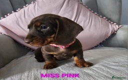 Dachshund dogs for sale: LAST 2!! Chocolate Dachsunds. Champion Lineage! in Worksop - Image 10