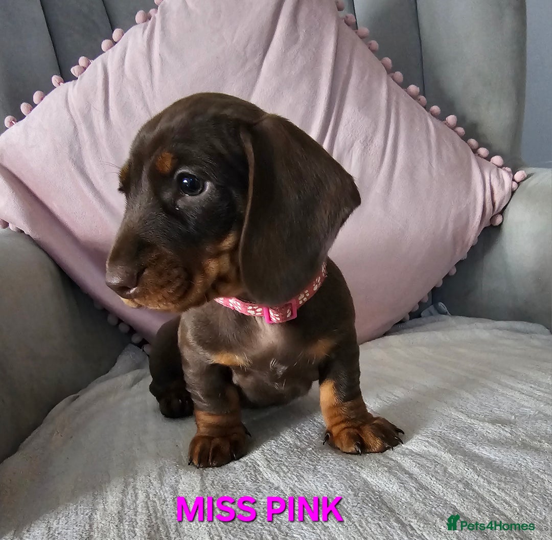 Dachshund dogs for sale: LAST 2!! Chocolate Dachsunds. Champion Lineage! in Worksop - Image 10