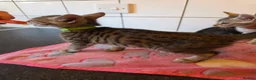 Bengal cats for sale: Bengal charcoal silver kittens from snow linx  - Advert 24