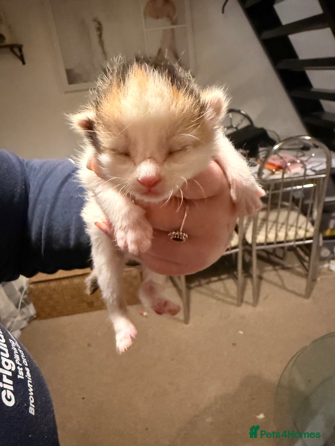 Mixed Breed cats for sale: 4 kittens available  - Advert 4