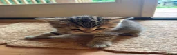 Mixed Breed cats for sale: Sweet tabby kittens (2 boys, 1girl) - Advert 6
