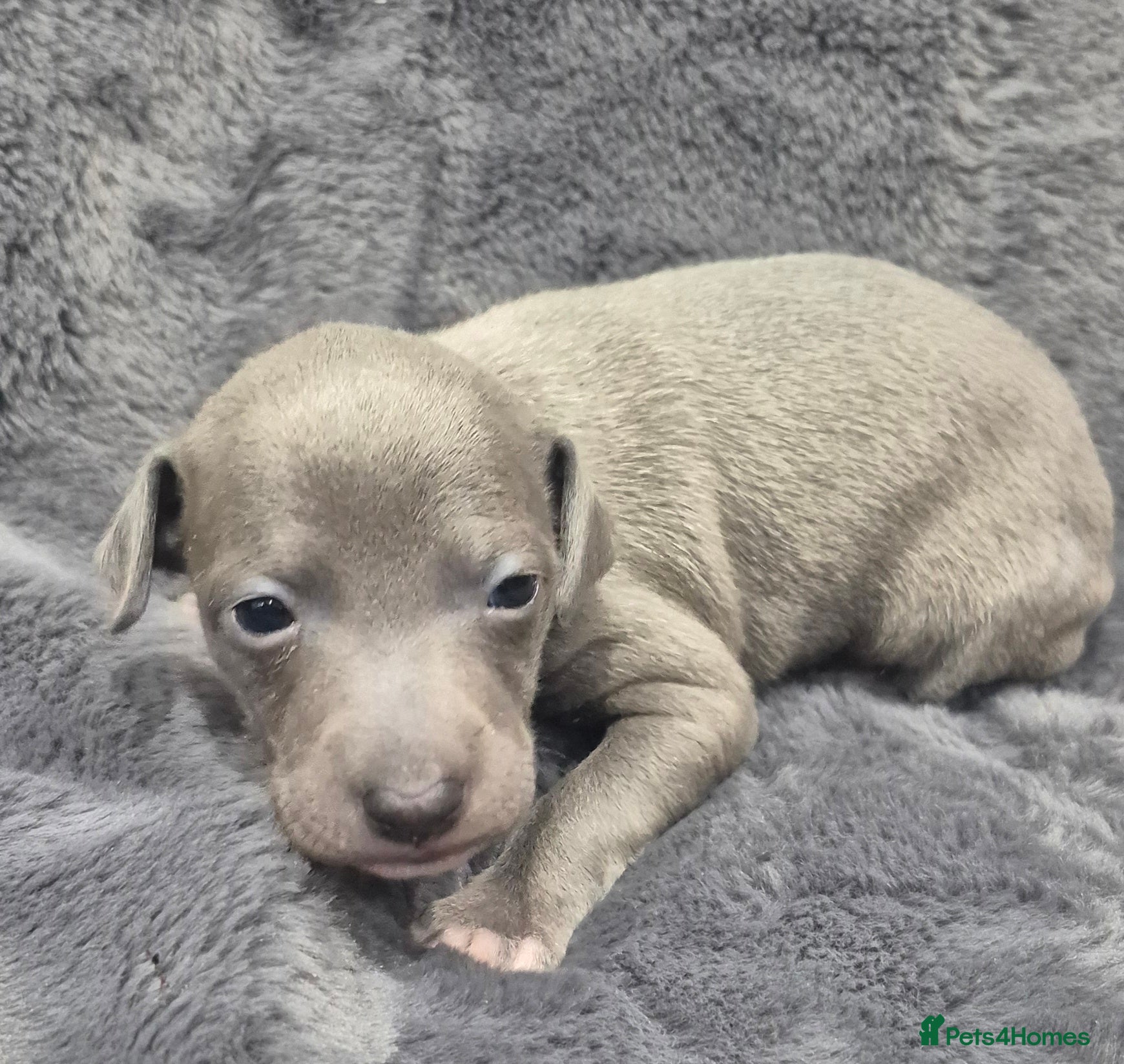 Italian Greyhound dogs Champion blood line KC Reg Italian Greyhounds - Advert 2