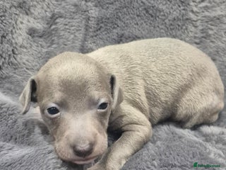 Italian Greyhound dogs Champion blood line KC Reg Italian Greyhounds - Advert 16