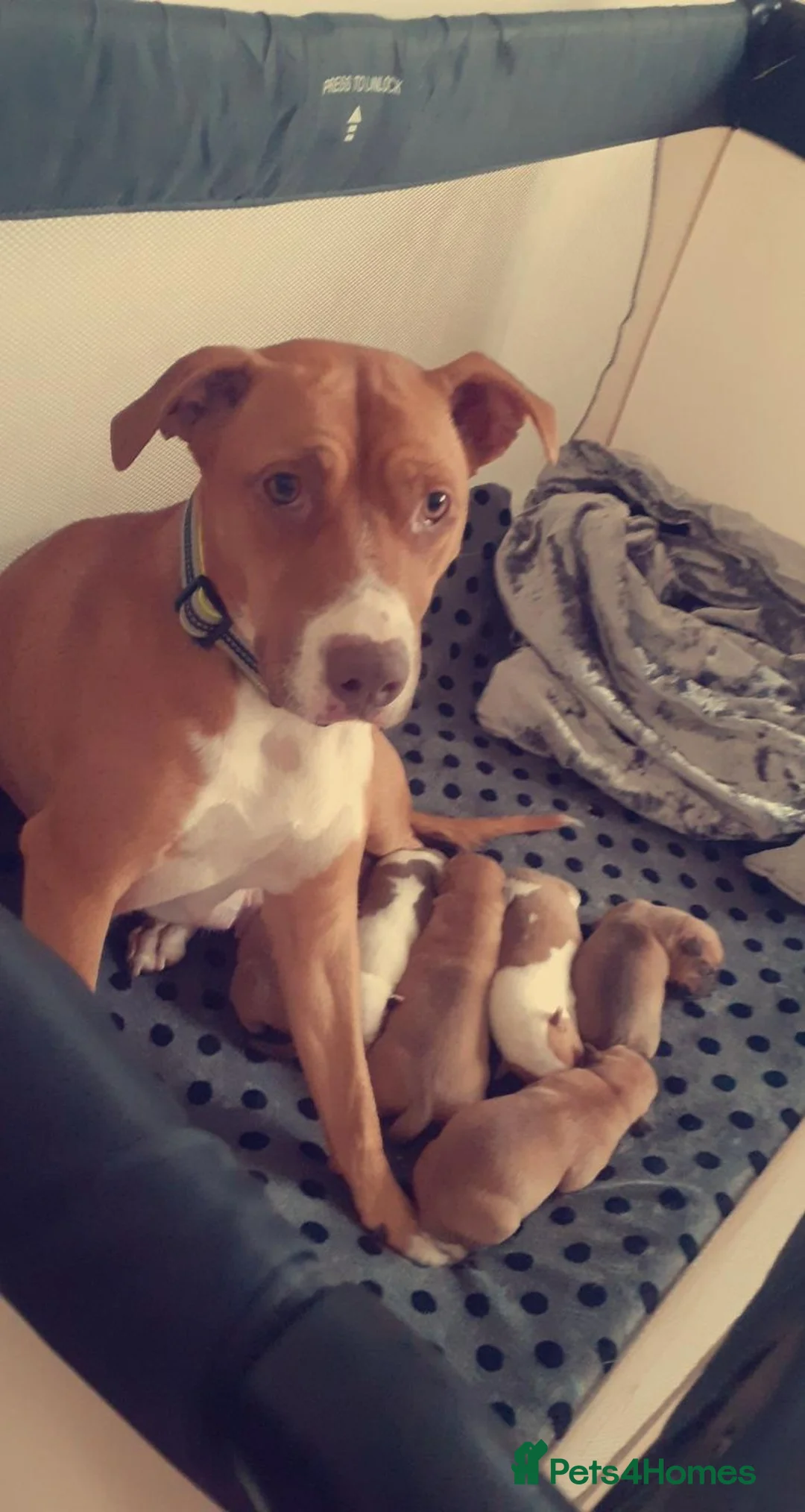 Mixed Breed dogs for sale: ***MISS LULA LEMON*** - Advert 1