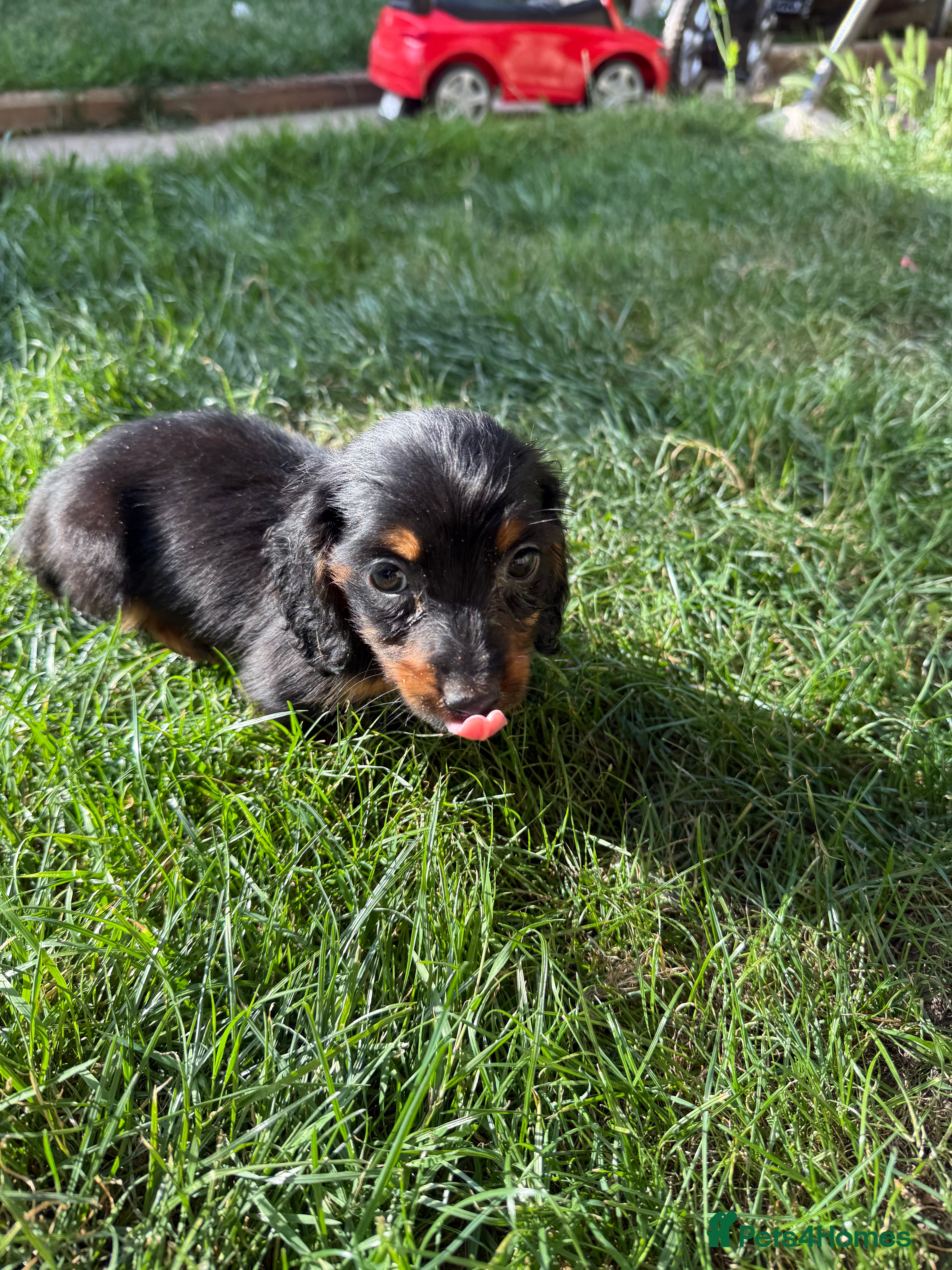 Miniature Dachshund dogs Miniature Dachshund long haired (KC REG) - Advert 4