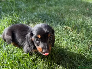 Miniature Dachshund dogs Miniature Dachshund long haired (KC REG) - Advert 17