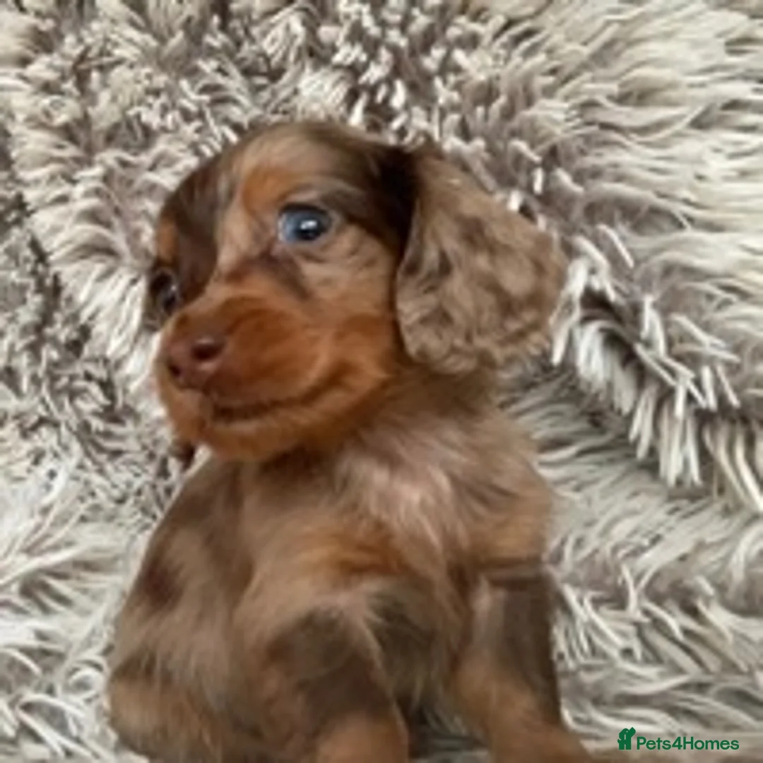 Miniature Dachshund dogs for stud: ✨Kc mini long haired dapple✨ 17 champions✨ in Romford - Advert 13