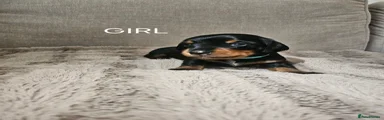 Miniature Dachshund 2