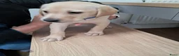Goldador dogs for sale: Chunky lab x golden retriever puppies - Advert 18