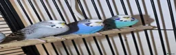 Lovebirds birds for sale: 8-12 months old budgies - Advert 2