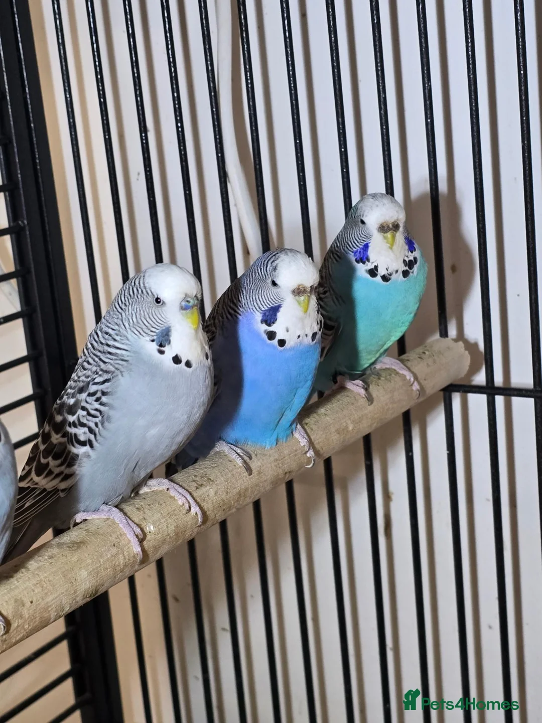 Lovebirds birds for sale: 8-12 months old budgies - Advert 2
