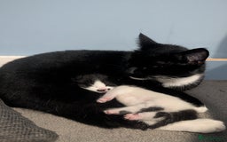 Domestic Shorthair cats for sale: Cute little black and white kitten - Advert 4