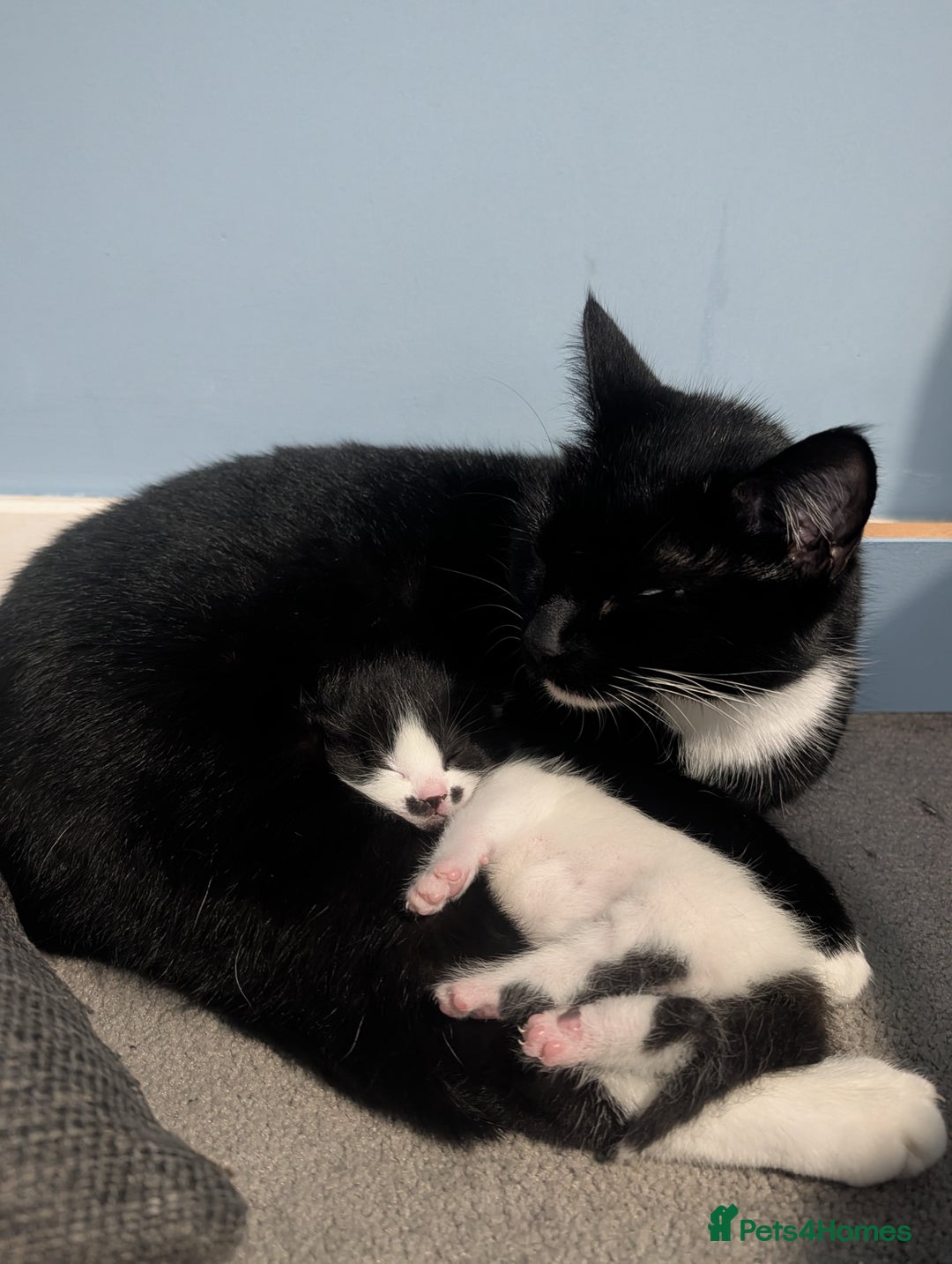 Domestic Shorthair cats for sale: Cute little black and white kitten - Advert 4