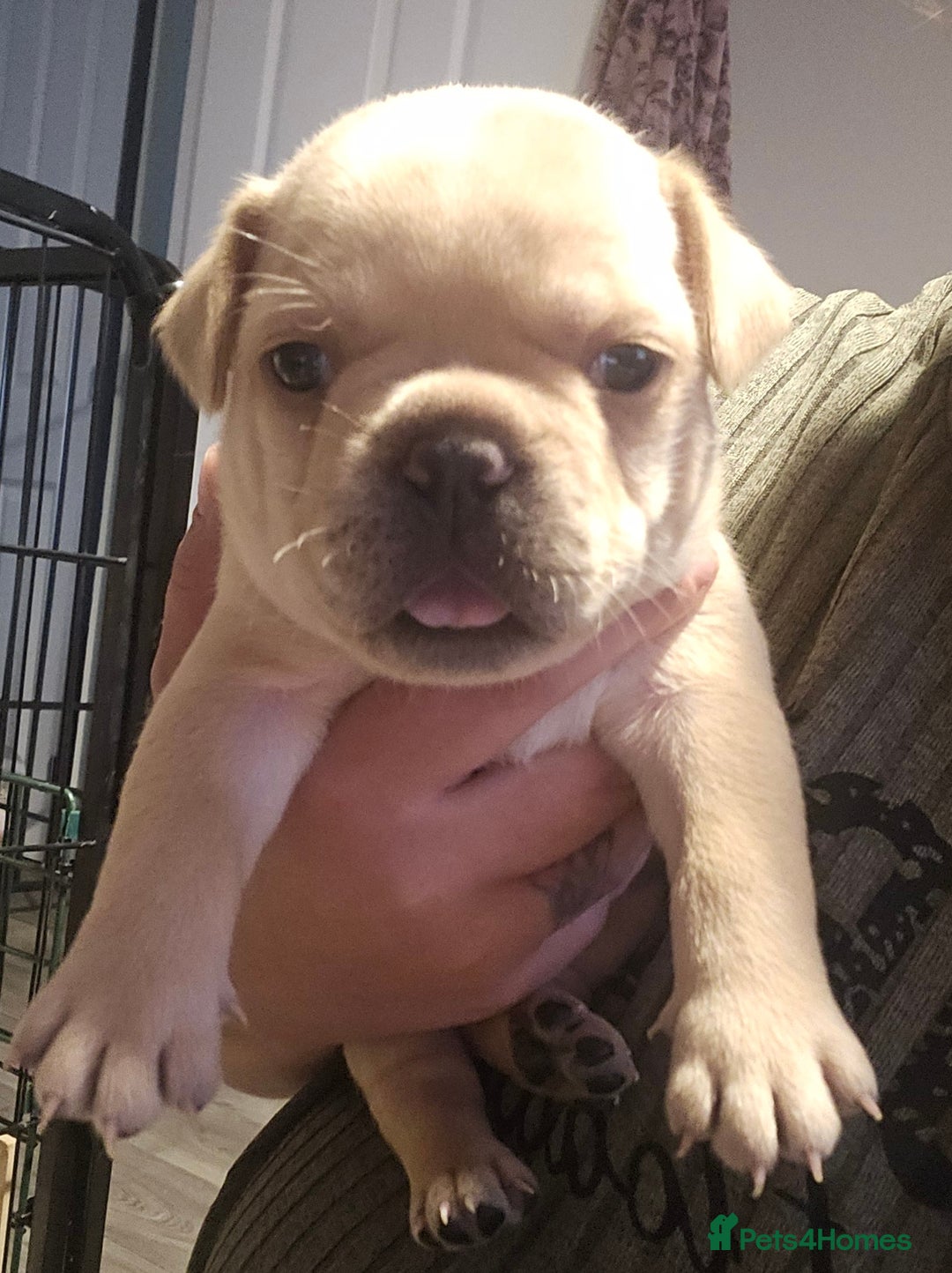 French Bulldog dogs for sale: French bulldog puppies - Image 7
