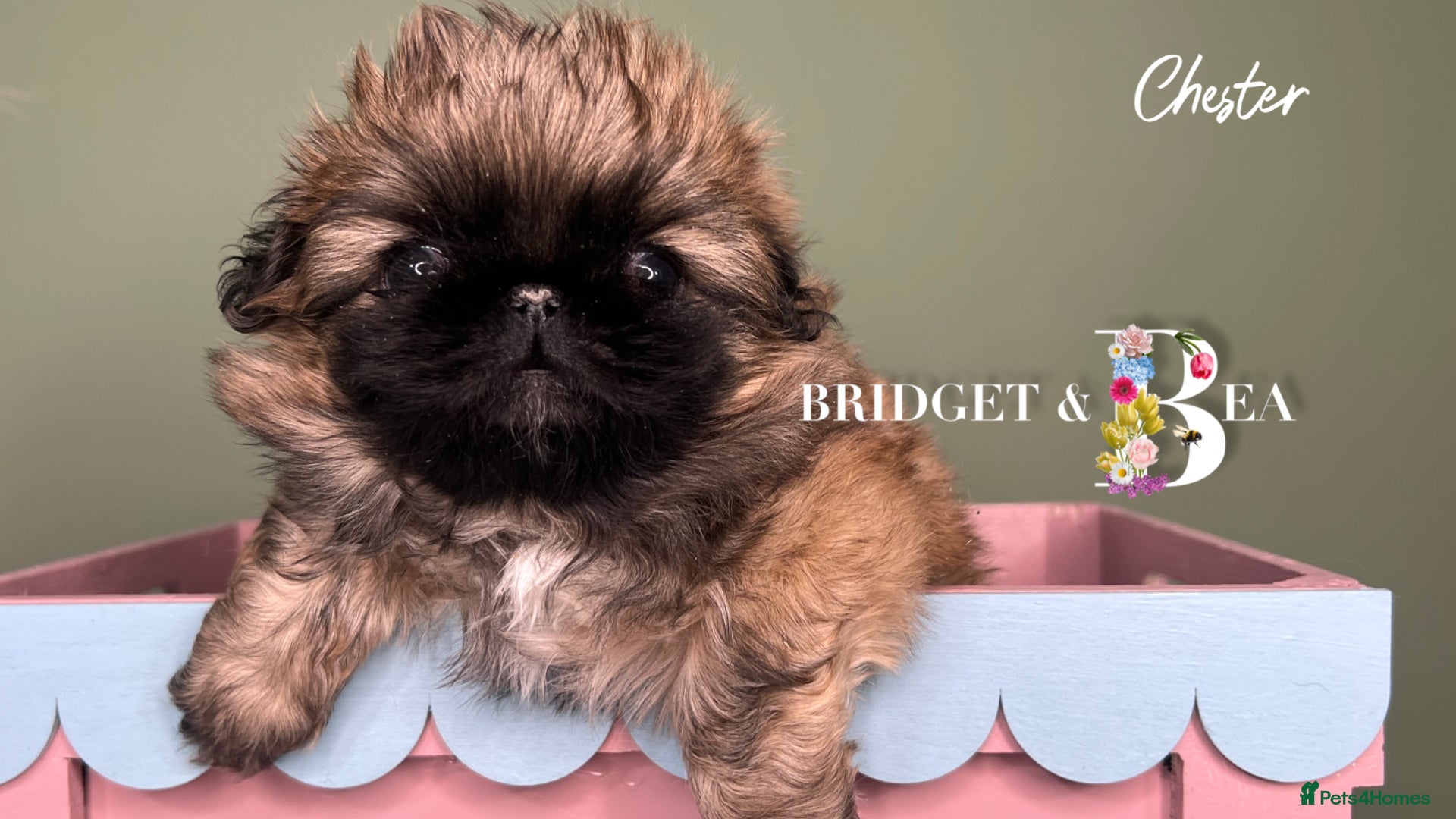 Pekingese dogs ⭐️QUALITY KC PUPS⭐️ - Advert 1