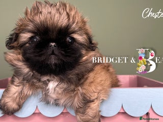 Pekingese dogs ⭐️QUALITY KC PUPS⭐️ - Advert 2