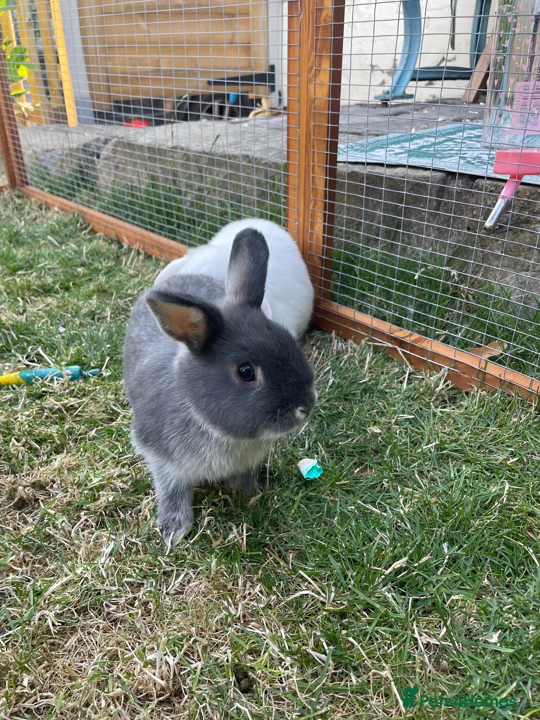 Netherland Dwarf rabbits for sale: Blue Fox Netherland Dwarf Doe  - Advert 1