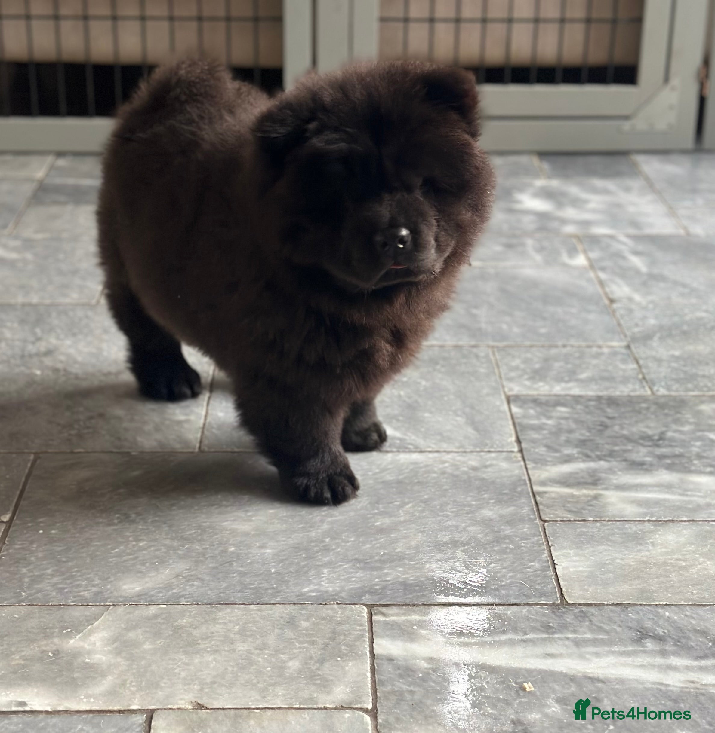 Chow Chow dogs 1 black boy available  - Advert 6
