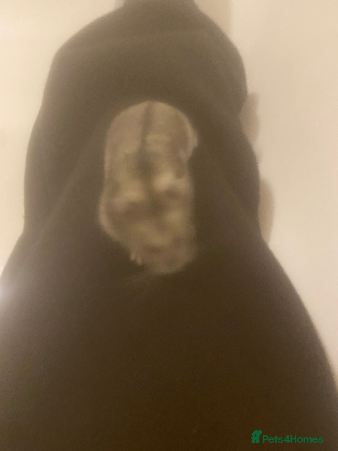Hamster rodents for sale: Hamster - Image 5