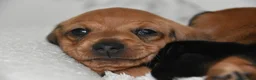 Miniature Dachshund dogs for sale: Beautiful Mini Dachshund Puppies – Home Raised - Advert 28