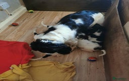 English Springer Spaniel dogs for sale: 9 Beautifully marked English Springer Spaniels  - Image 17