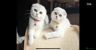 Scottish Fold cats - Advert 13