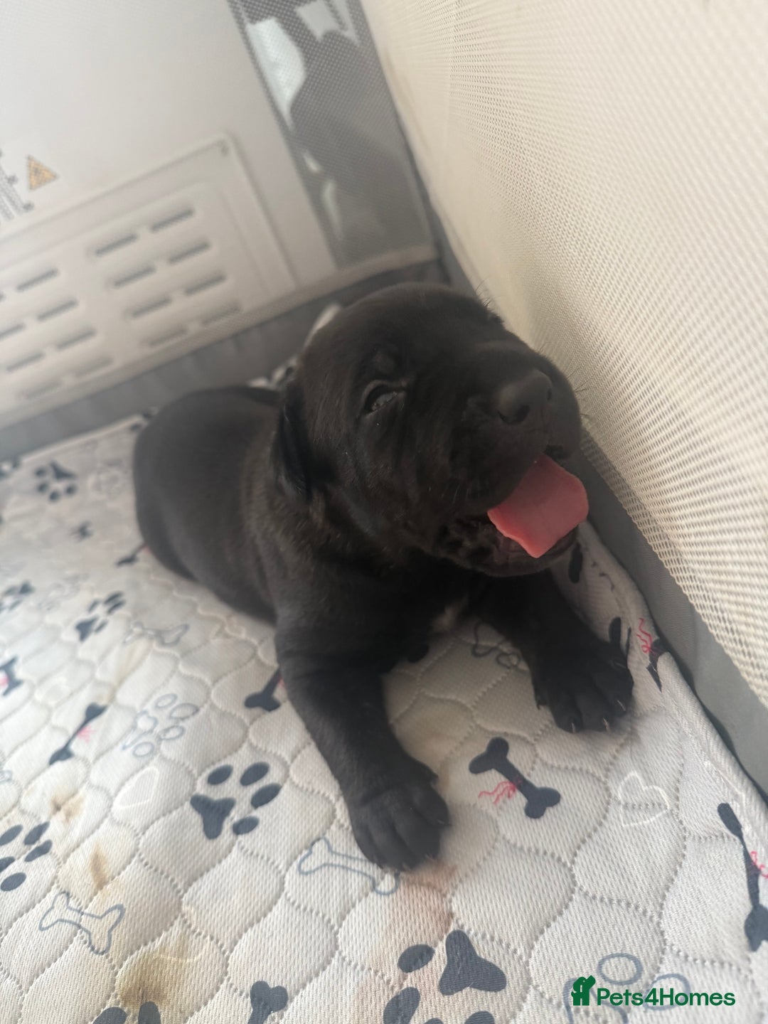 Cane Corso dogs for sale: Cane Corso pups - Image 18